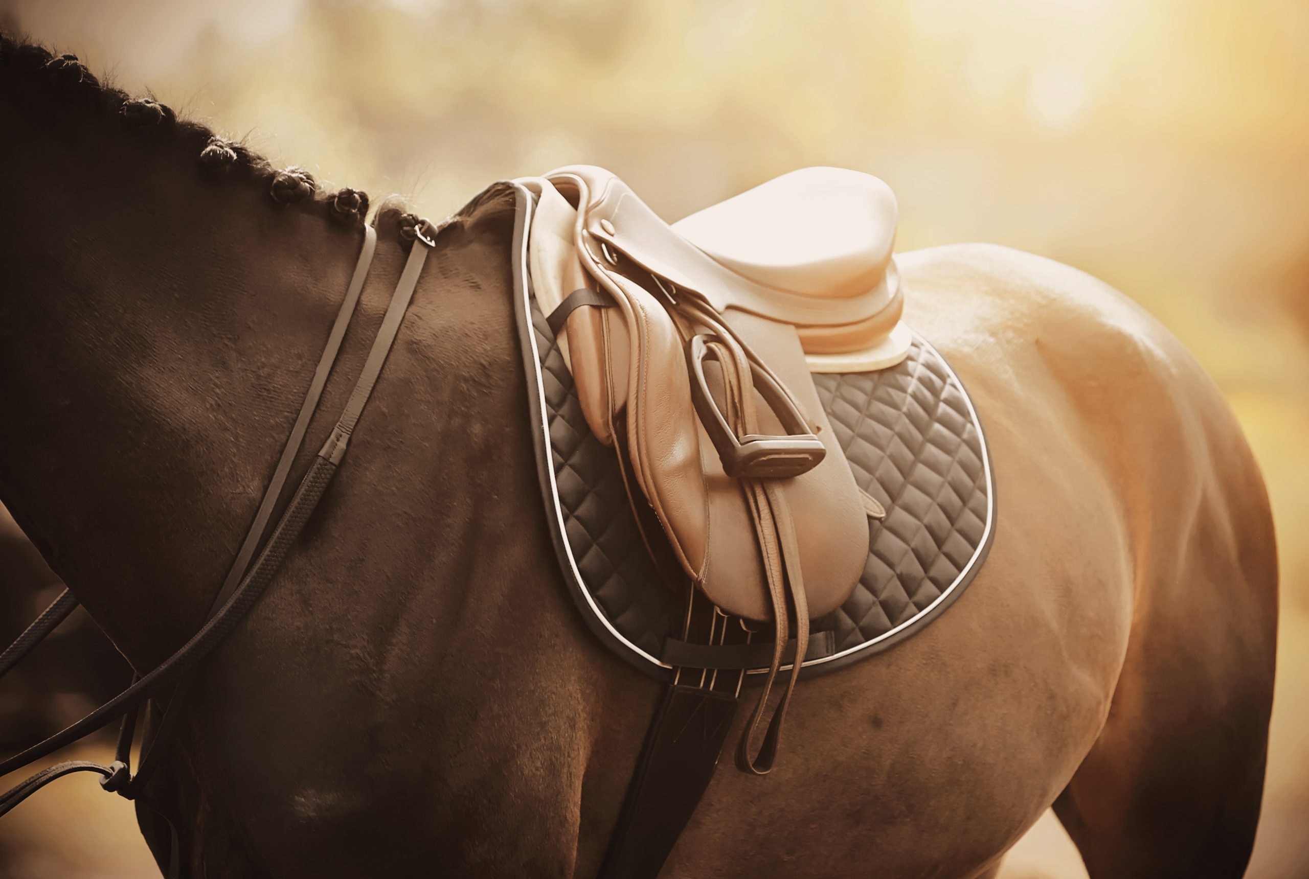 Saddle on a horseback